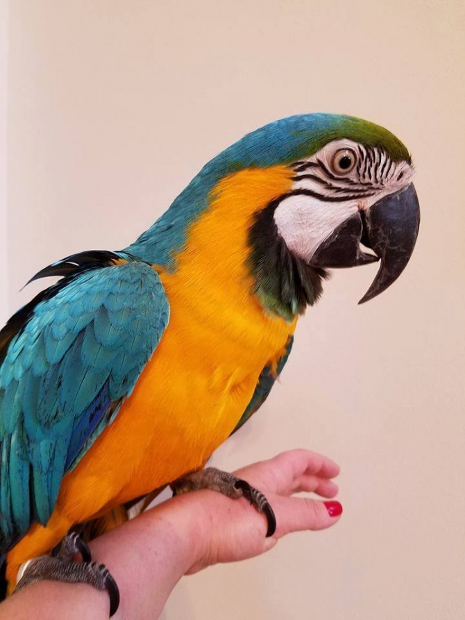 Gold and Blue Macaw Parrots are very sociable and Intelligent macaws